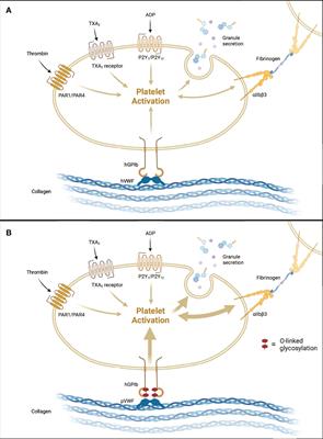 Current Barriers to Clinical Liver Xenotransplantation